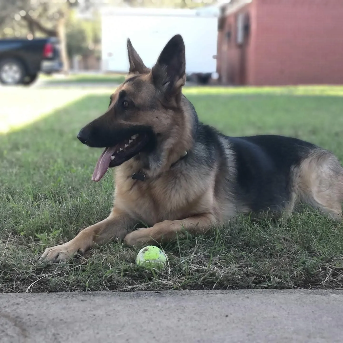 Shelby lying in the grass with her tongue out and a tennis ball in front of her paws