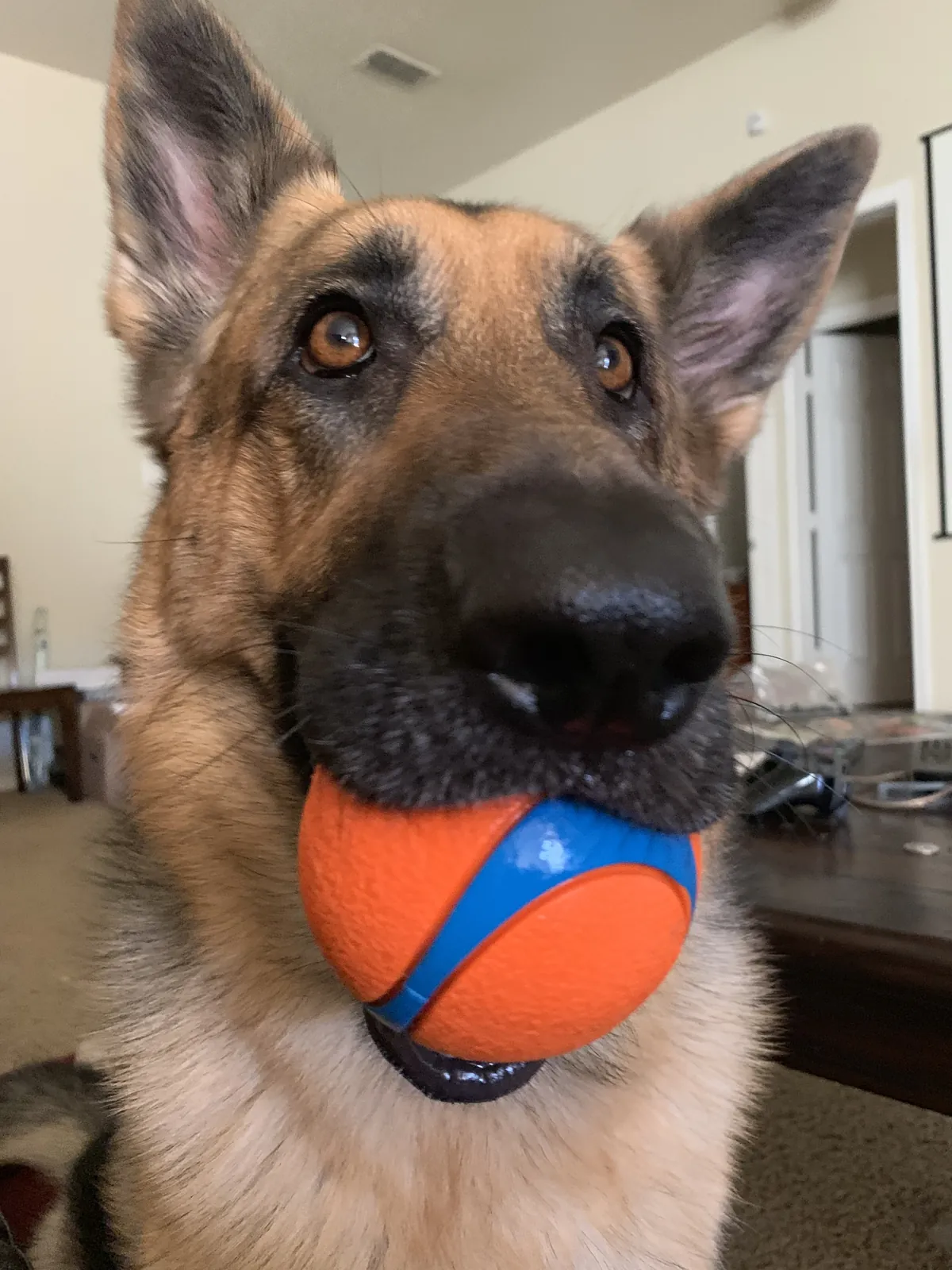 Close-up of Shelby looking into the camera with an orange and blue ball in her mouth