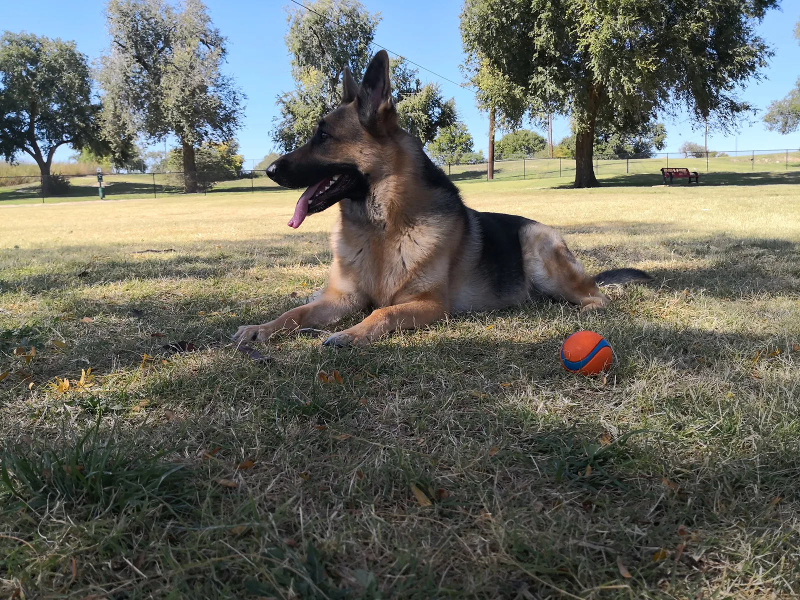 Shelby lying in the shade at a park with her tongue out, an orange ball in the grass beside her