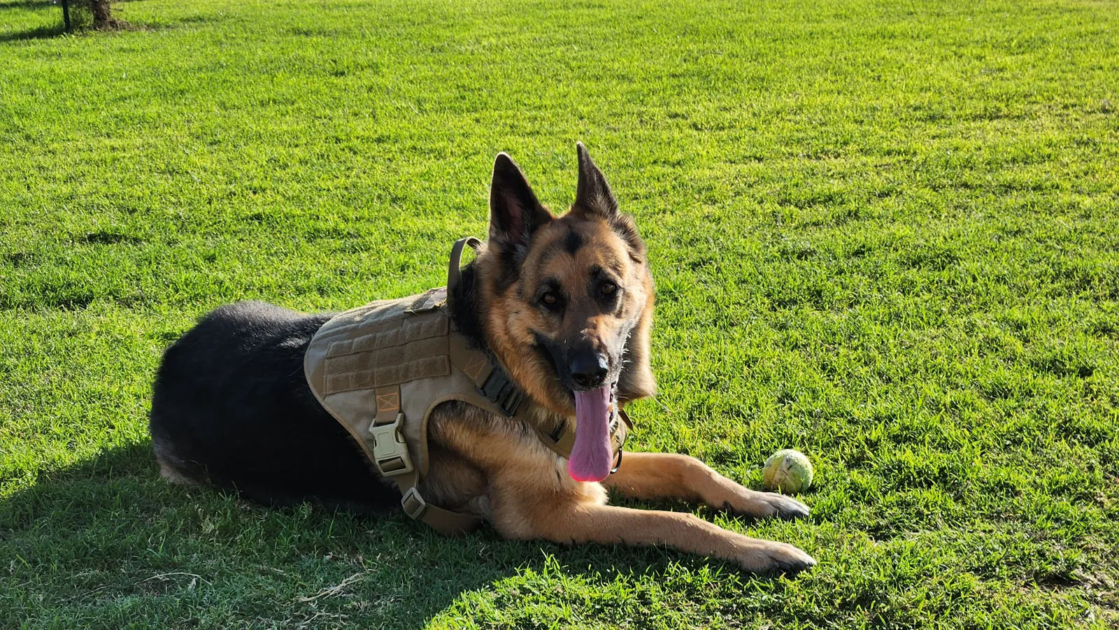 Shelby, a German Shepherd in a tan harness, lying in bright green grass with her tongue out and a tennis ball by her front paw