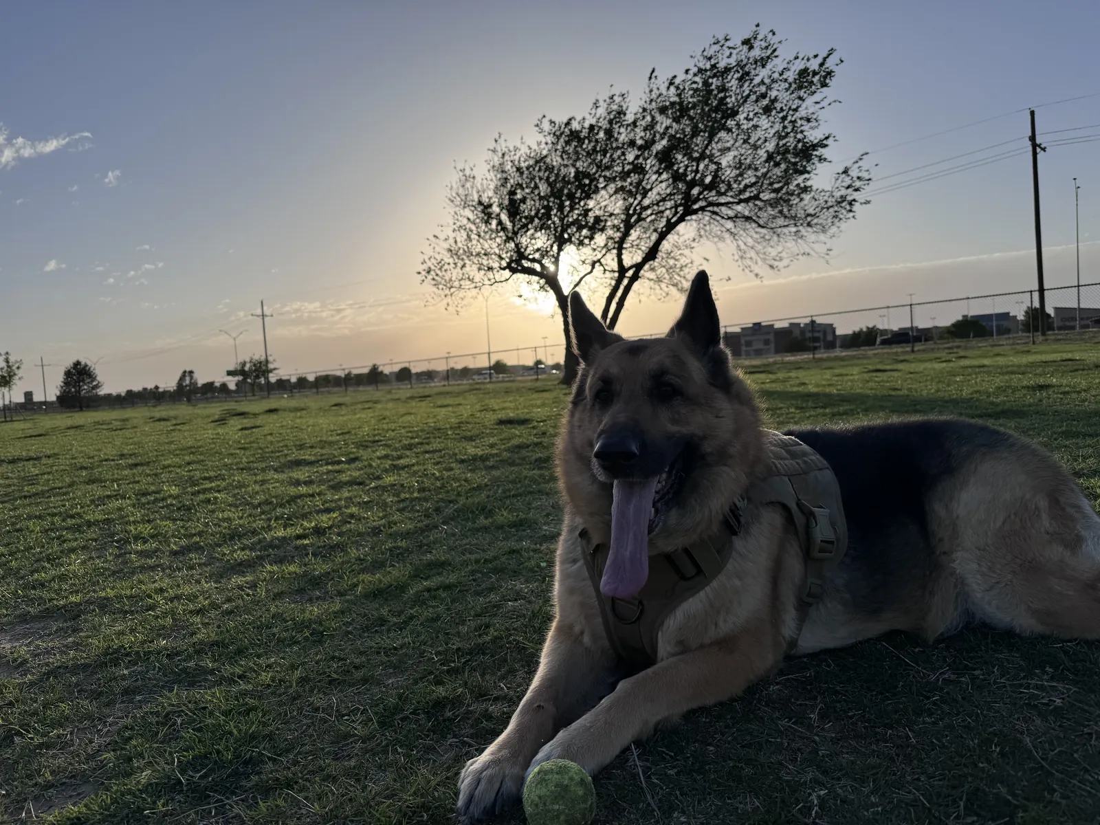 Shelby lying on the grass at sunset in a tan harness, tongue out, with a tennis ball at her paws