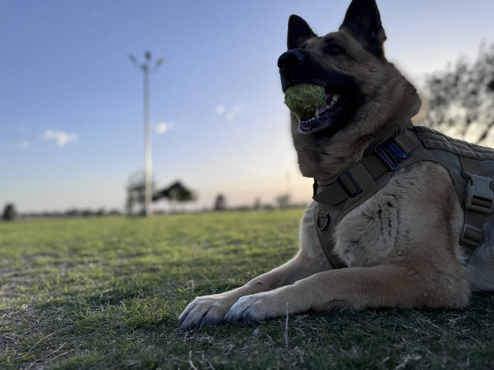 Shelby lying in the grass at a park in a tan harness, a tennis ball in her mouth, with the evening sky behind her