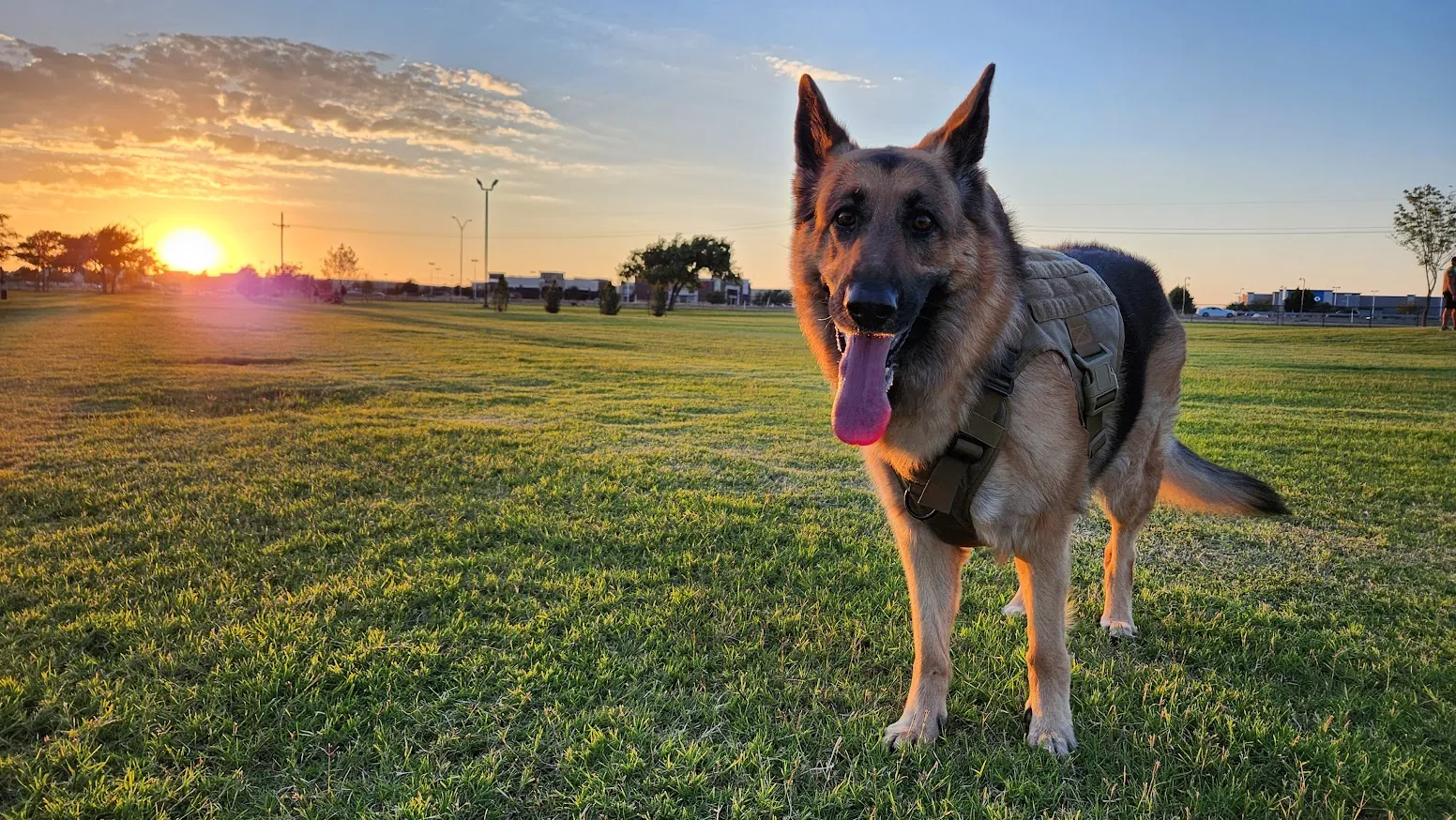 Shelby, a big German Shepherd in a tan harness, grinning with her tongue out on a grassy field at sunset